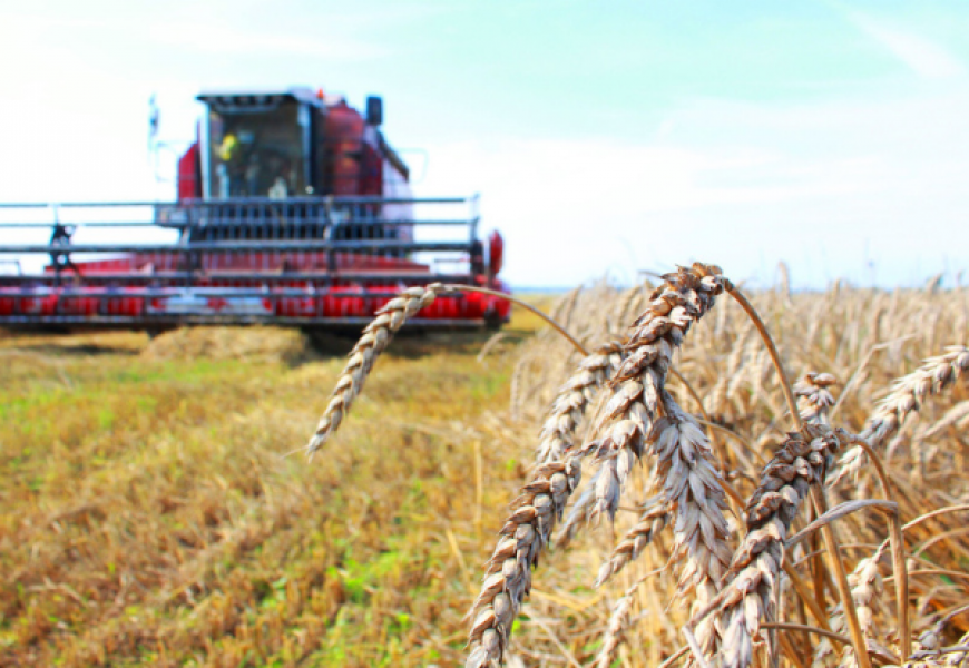 Сельское хозяйство в Беларуси погрязло в убытках и долгах 